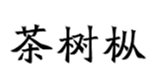  茶树枞